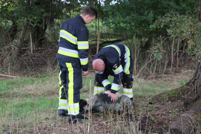 Brandweer redt schaap uit sloot