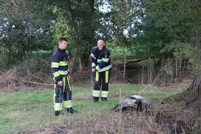 Brandweer redt schaap uit sloot