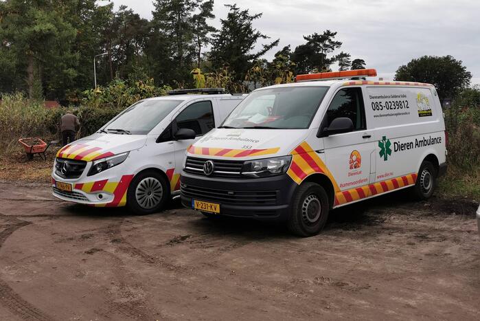 Treinverkeer vertraagd door hond op spoor