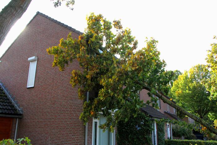 Boom uit grond gewaaid