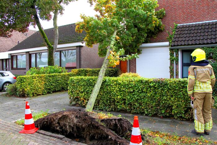 Boom uit grond gewaaid
