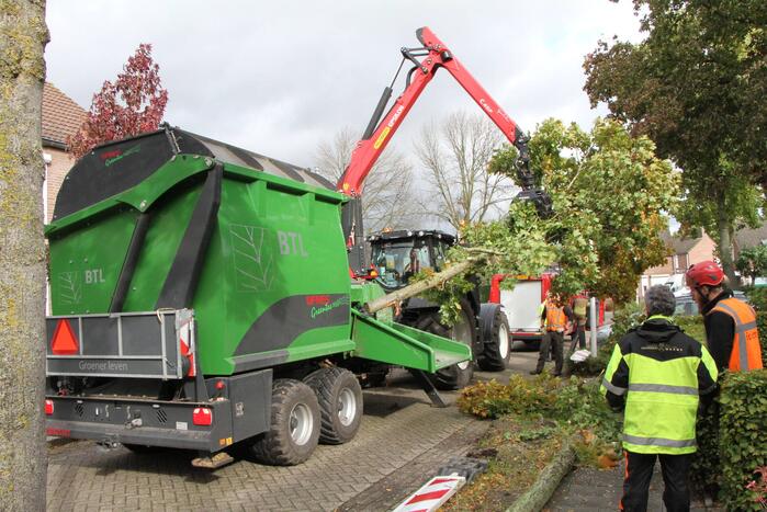 Boom uit grond gewaaid