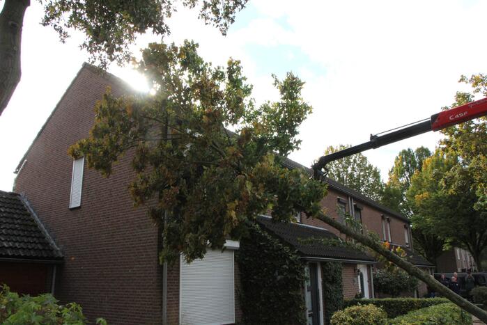 Boom uit grond gewaaid