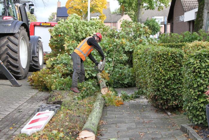 Boom uit grond gewaaid