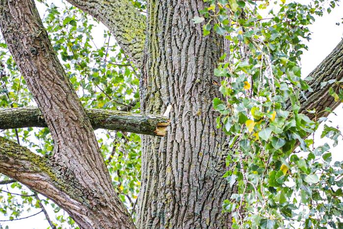 Takken dreigen op woning en fietspad te vallen