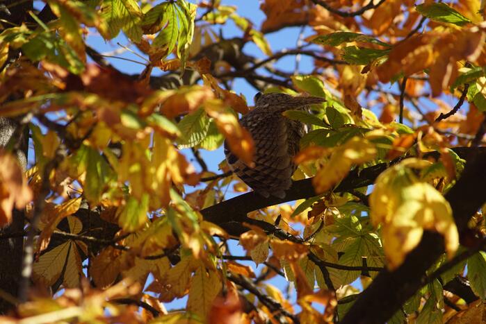 Ransuilen in het centrum gespot