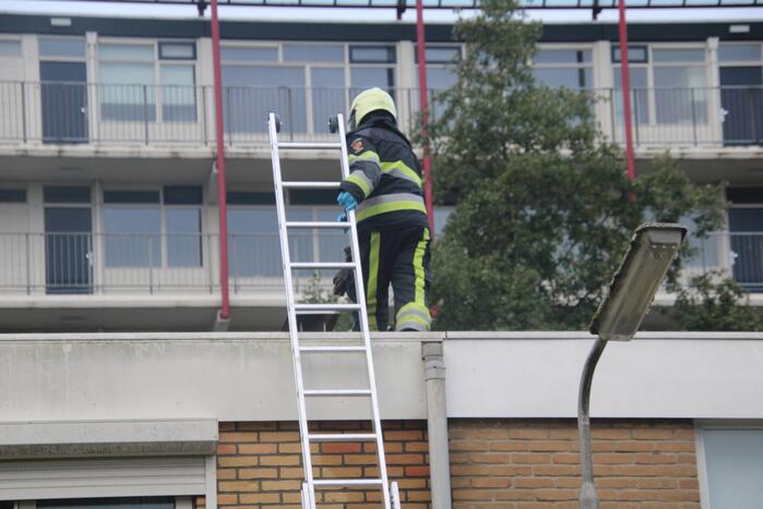 Vogel bevrijdt uit schoorsteenpijp