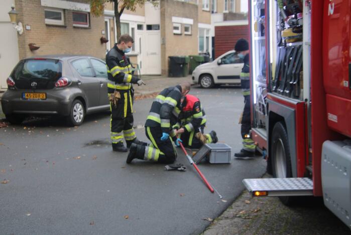 Vogel bevrijdt uit schoorsteenpijp
