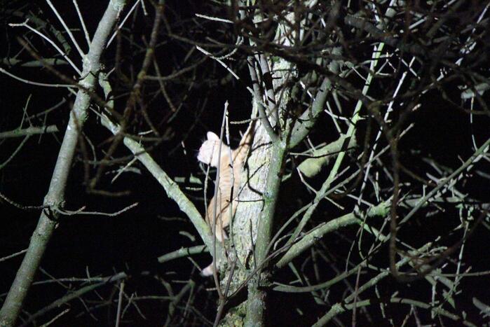 Brandweer redt kat Simba uit boom