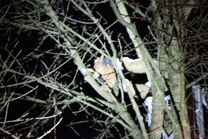 Brandweer redt kat Simba uit boom