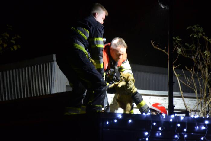 Kat vast tussen muur