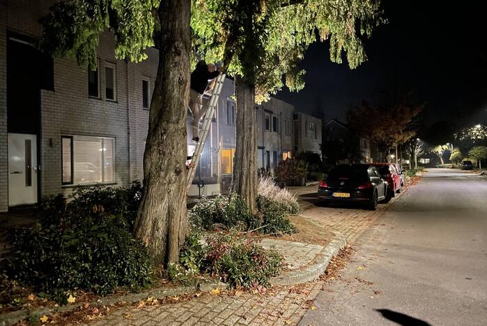 Kat uit hoge boom gered