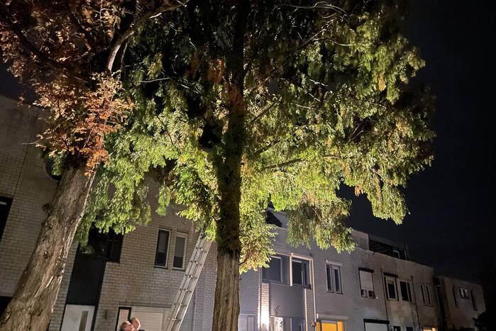 Kat uit hoge boom gered