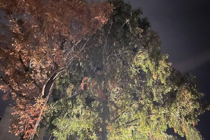 Kat uit hoge boom gered