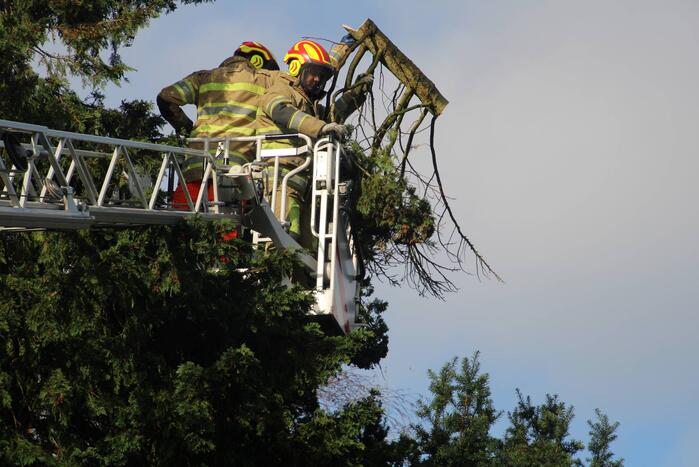 Brandweer zaagt loshangende takken uit boom