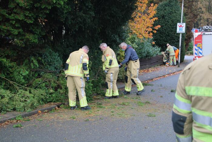 Brandweer zaagt loshangende takken uit boom