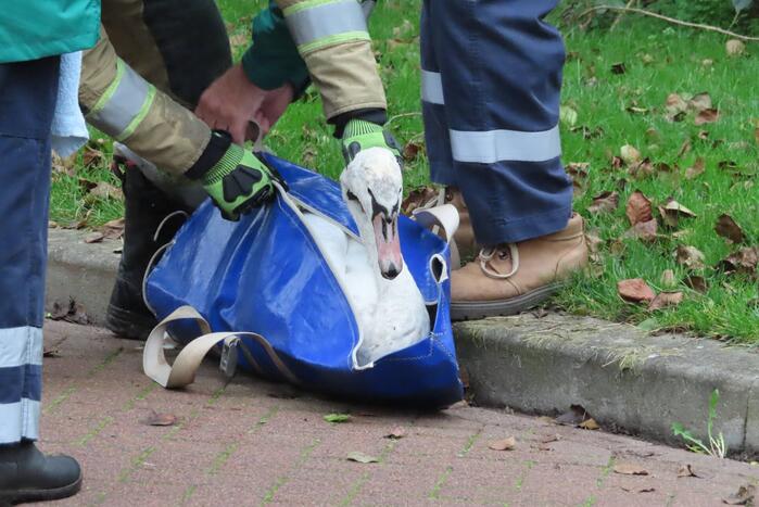 Brandweer redt zwaan uit sloot