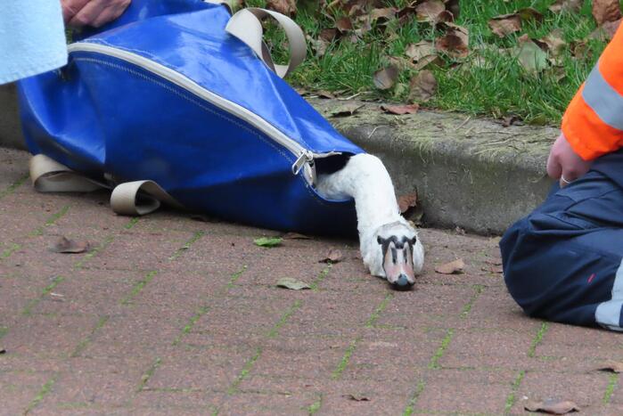 Brandweer redt zwaan uit sloot
