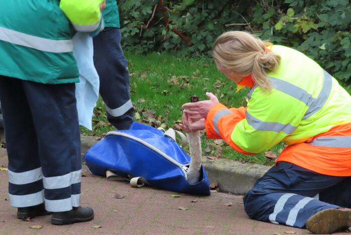 Brandweer redt zwaan uit sloot