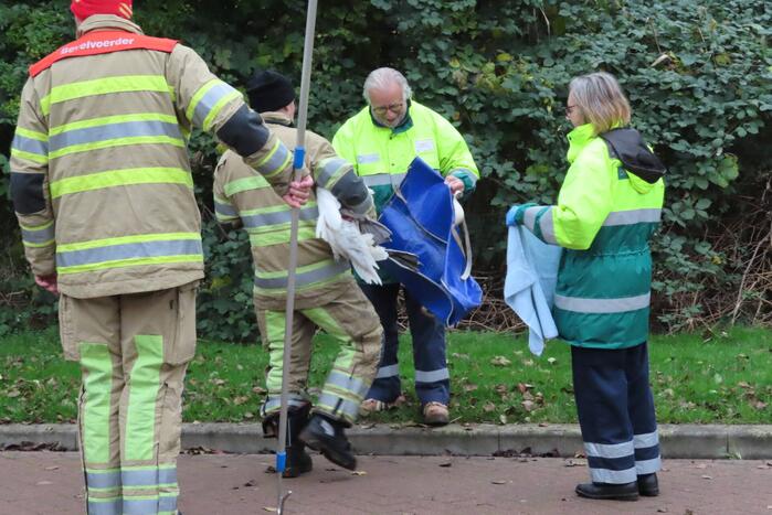 Brandweer redt zwaan uit sloot