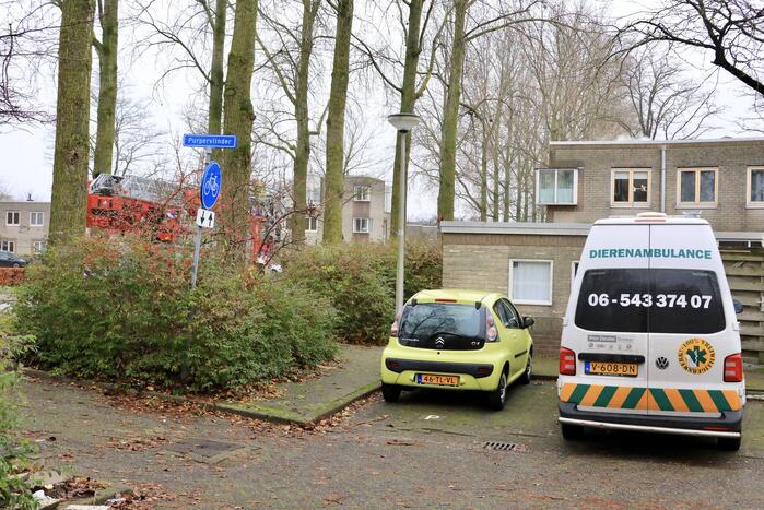 Kat vlucht dak op voor brandweer