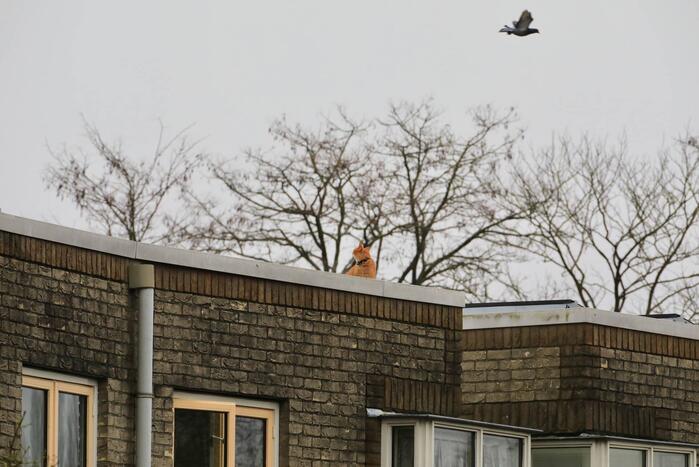 Kat vlucht dak op voor brandweer