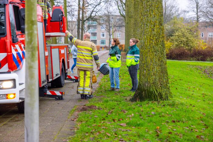 Kat vlucht dak op voor brandweer