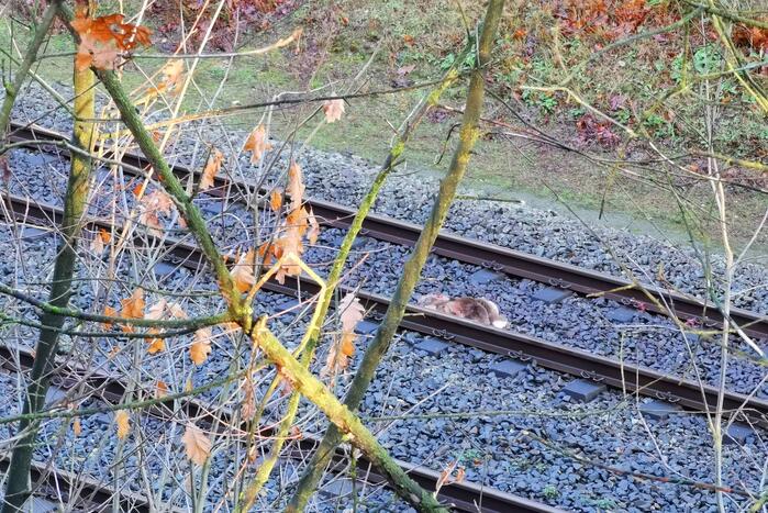 Treinen rijden met lastgeving na aanrijding met dier