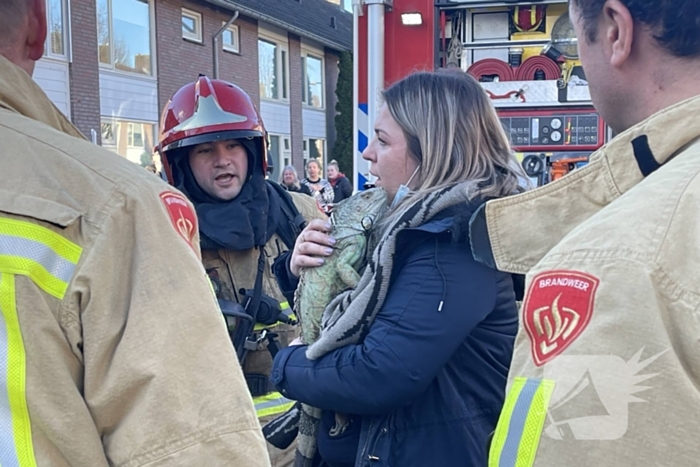 Brandweer blust brand in terrarium