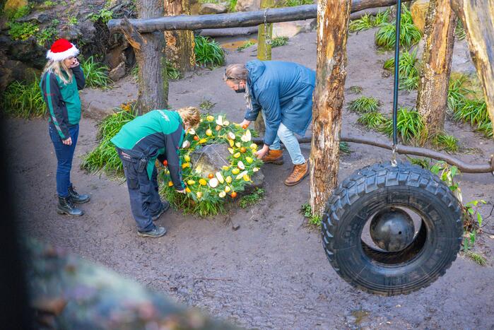 Kerstkransen voor Siberische tijgers in dierenpark