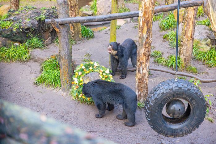 Kerstkransen voor Siberische tijgers in dierenpark