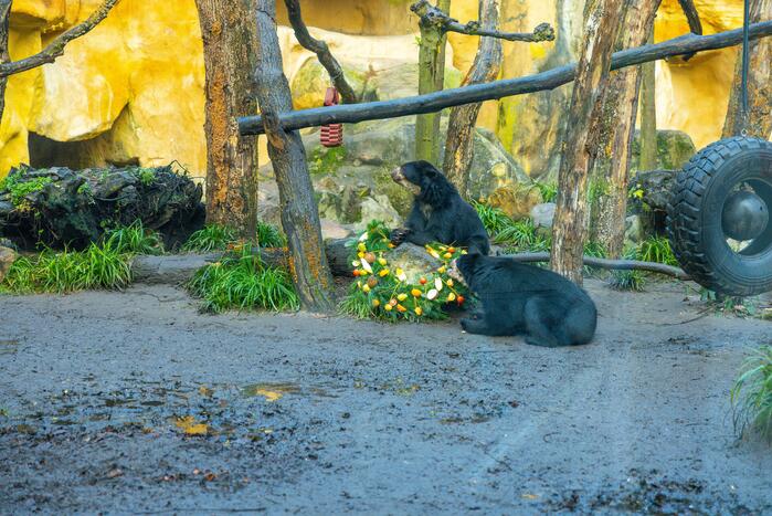 Kerstkransen voor Siberische tijgers in dierenpark