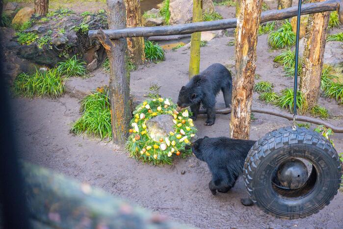 Kerstkransen voor Siberische tijgers in dierenpark