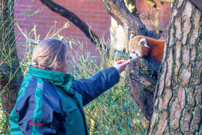 Kerstkransen voor Siberische tijgers in dierenpark