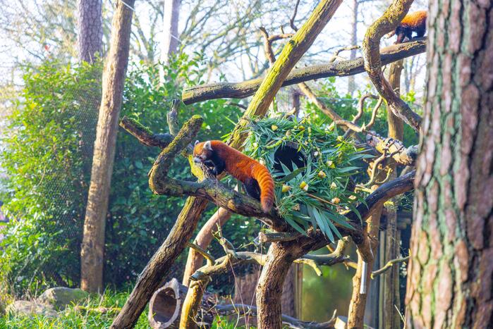 Kerstkransen voor Siberische tijgers in dierenpark