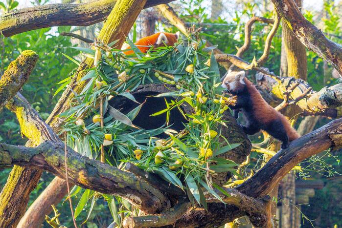 Kerstkransen voor Siberische tijgers in dierenpark