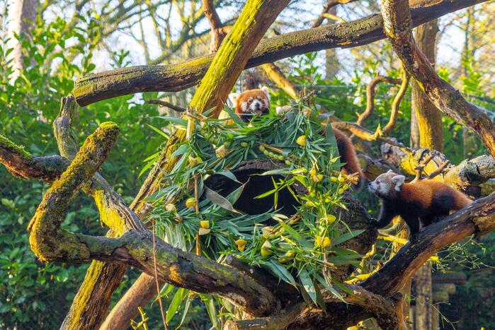 Kerstkransen voor Siberische tijgers in dierenpark