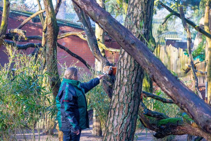 Kerstkransen voor Siberische tijgers in dierenpark