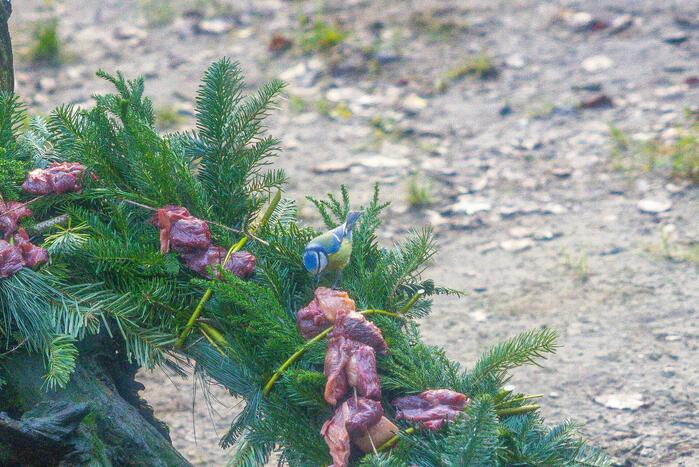 Kerstkransen voor Siberische tijgers in dierenpark