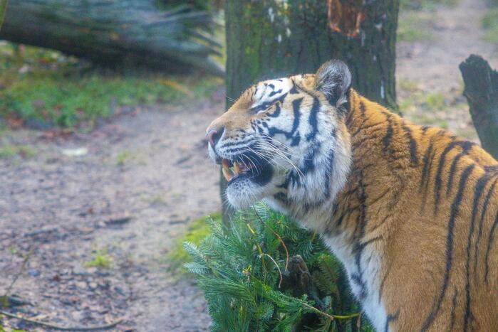 Kerstkransen voor Siberische tijgers in dierenpark