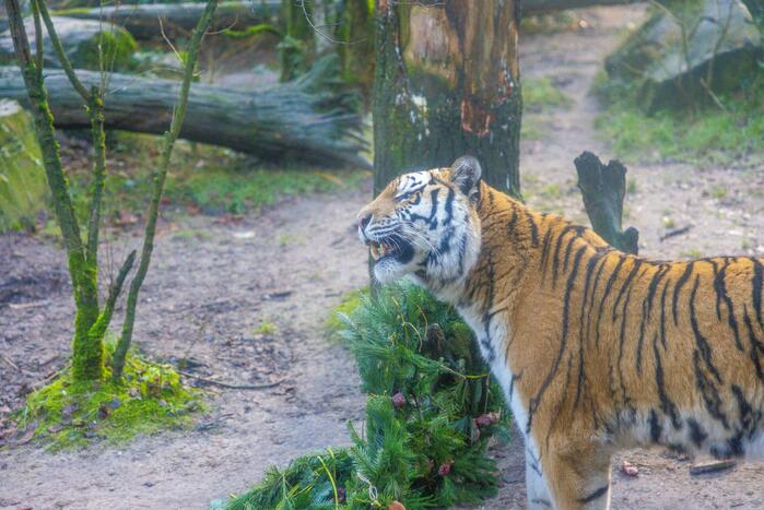Kerstkransen voor Siberische tijgers in dierenpark