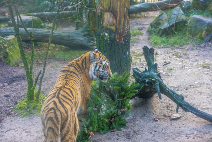 Kerstkransen voor Siberische tijgers in dierenpark