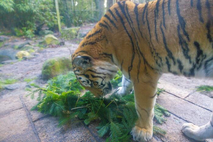 Kerstkransen voor Siberische tijgers in dierenpark
