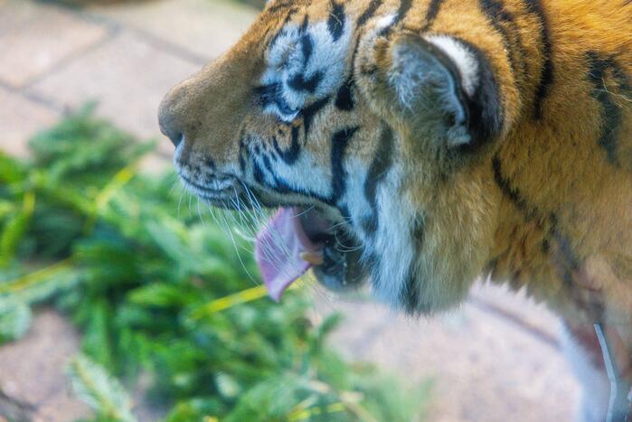 Kerstkransen voor Siberische tijgers in dierenpark