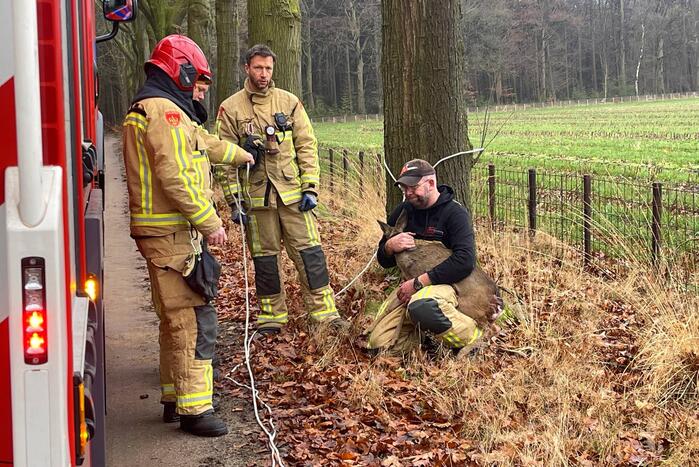 Jong hert vast in hekwerk