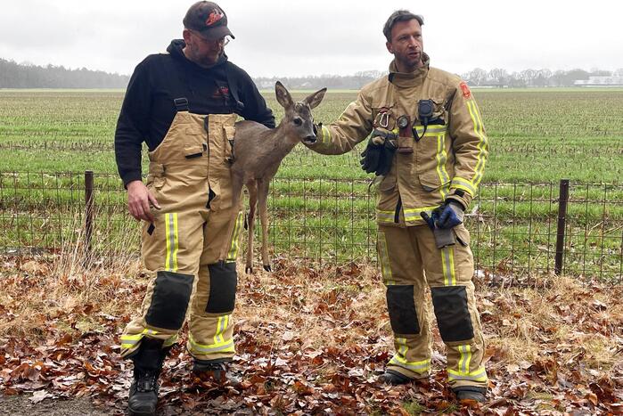 Jong hert vast in hekwerk