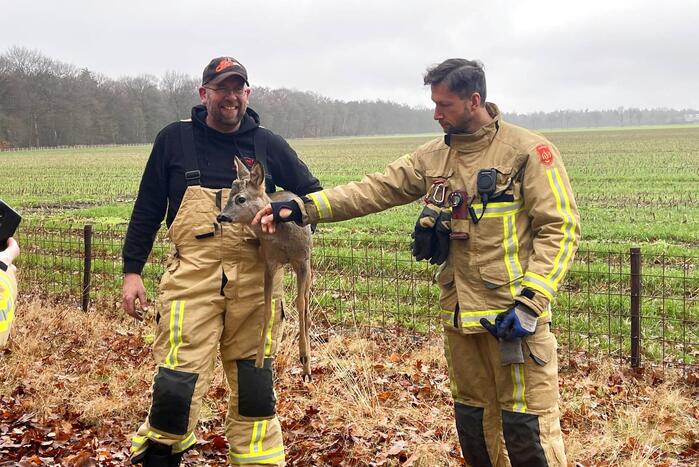Jong hert vast in hekwerk