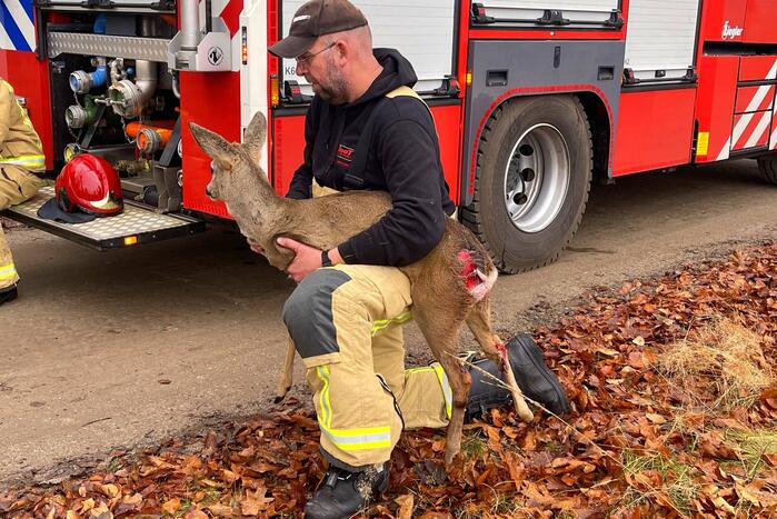 Jong hert vast in hekwerk