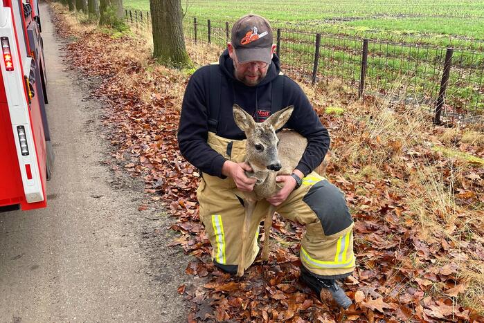 Jong hert vast in hekwerk