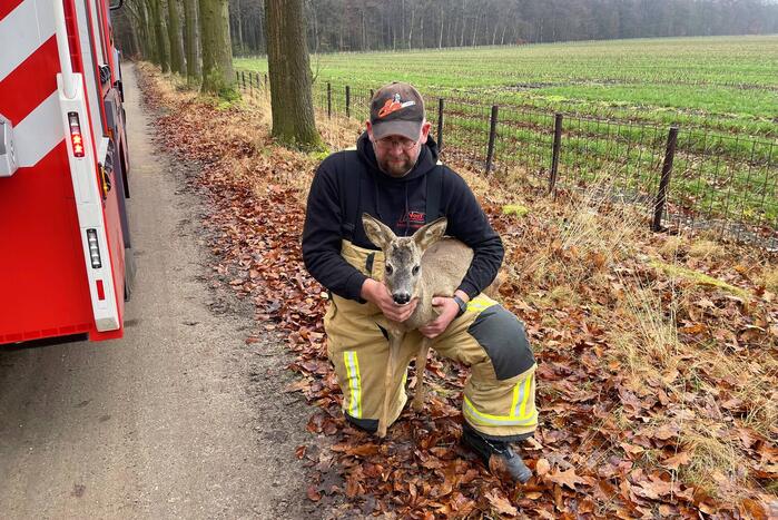 Jong hert vast in hekwerk